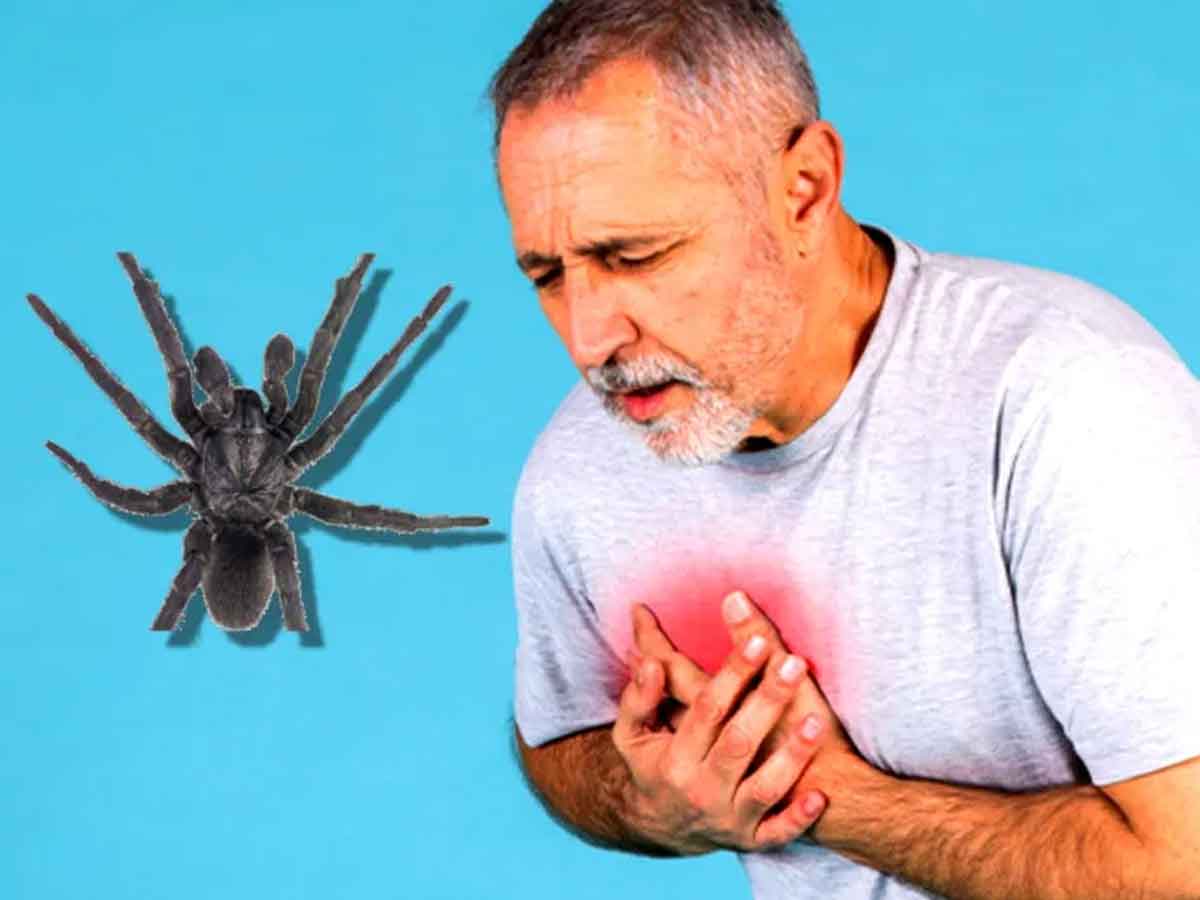 Heart Attack : సాలీడు విషంతో గుండెపోటుకు చికిత్స : ఆస్ట్రేలియా పరిశోధన