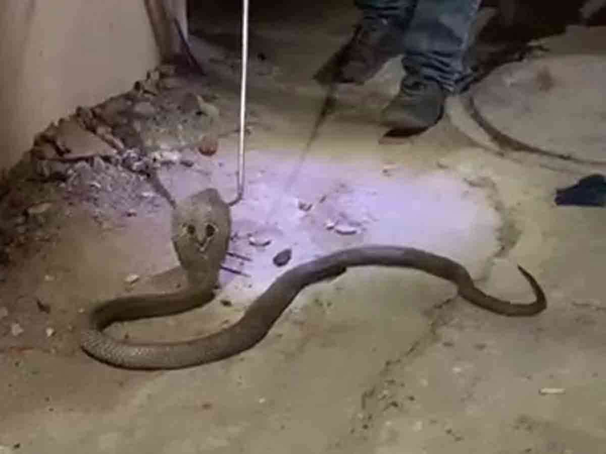 కమల్‌నగర్‌లో పాము కలకలం