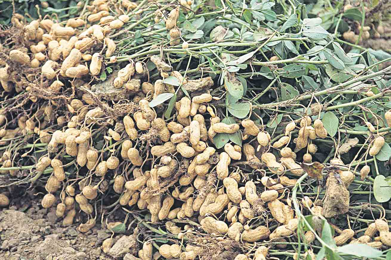 యాసంగి పంటగా వేరుశనగ