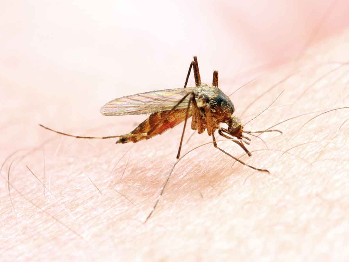 Prevent Malaria : దోమల జనాభా నియంత్రణ ద్వారా మలేరియాకు చెక్‌!