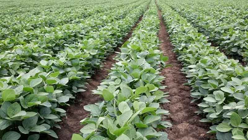 సోయా చిక్కుడులో తెగుళ్లను గుర్తించాలి