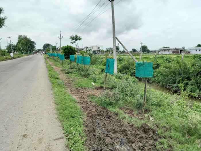 ప్రతి మొక్కనూ కాపాడేందుకు..నిత్యం అధికారుల పర్యవేక్షణ