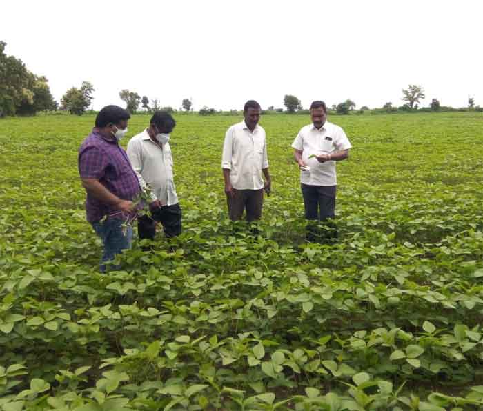 సోయాబీన్‌లో సస్య రక్షణ చర్యలు చేపట్టాలి