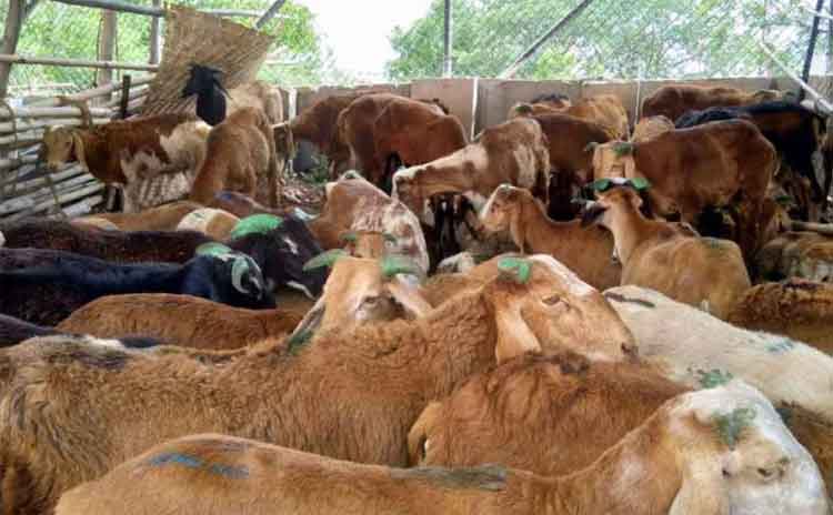 గొల్లకుర్మలకు గుడ్‌న్యూస్‌