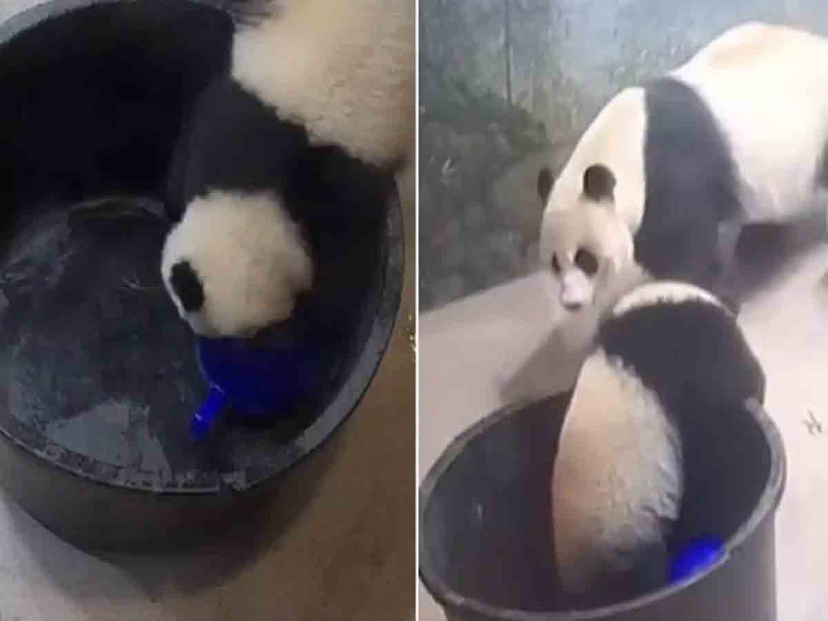 వీడియో: టబ్‌లో పడిన పాండా పిల్ల.. తల్లి ఎలా బయటకు తీసిందంటే!
