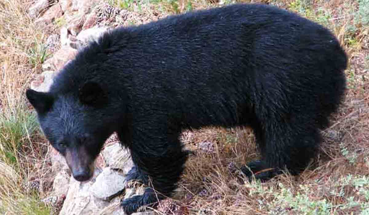 ఎలుగుబంటి దాడిలో రైతుకు తీవ్ర గాయాలు