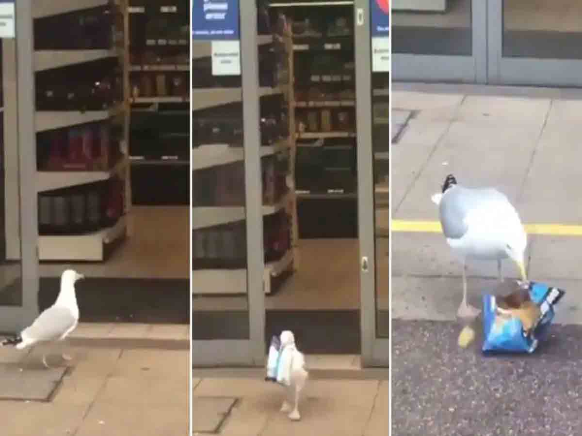 Viral Video: షాపింగ్‌ మాల్‌లోకి వెళ్లిన పక్షి.. ఏం తెచ్చిదంటే