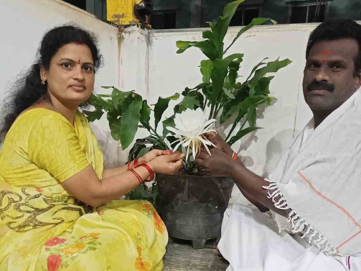 విరబూసిన బ్రహ్మకమలం