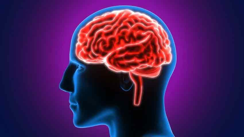 మెదడు అధ్యయనానికి ‘హ్యూమన్‌ బేస్డ్‌ మోడల్‌’