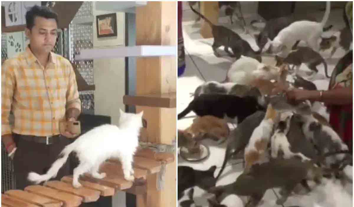 Cat Garden | సోద‌రి జ్ఞాప‌కార్థంగా ‘క్యాట్ గార్డెన్’, మినీ థియేట‌ర్.. ఎందుకో తెలుసా?