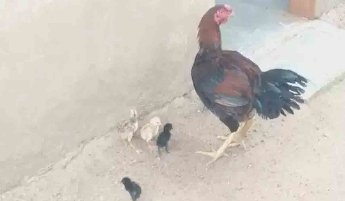 చిత్తూరు జిల్లాలో వింత‌.. గుడ్లు పెట్టిన కోడి పుంజు