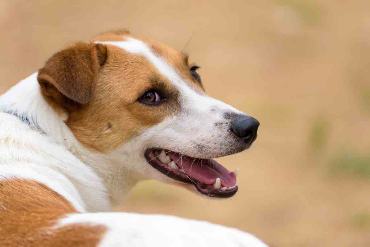 కాటు.. తప్పించేలా