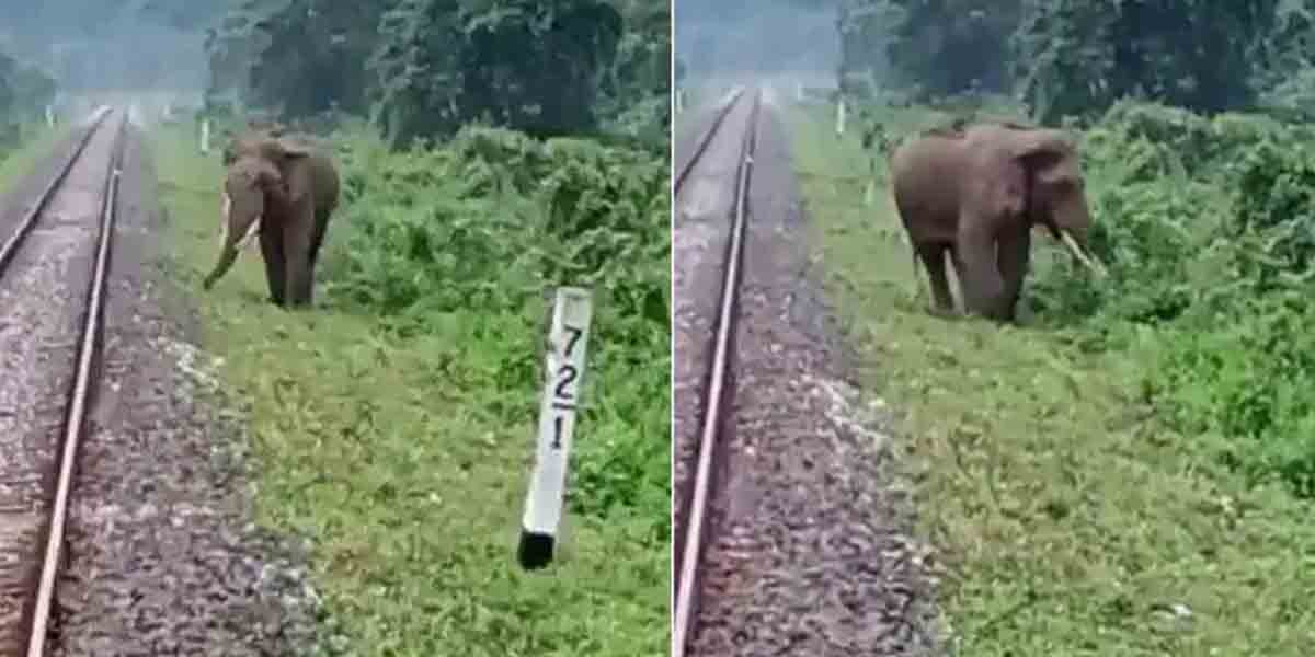 Video: ట్రాక్‌ ప‌క్క‌నే గ‌జ‌రాజు.. అప్ర‌మ‌త్త‌త‌తో రైలును ఆపిన‌ లోకోపైలెట్‌లు..!