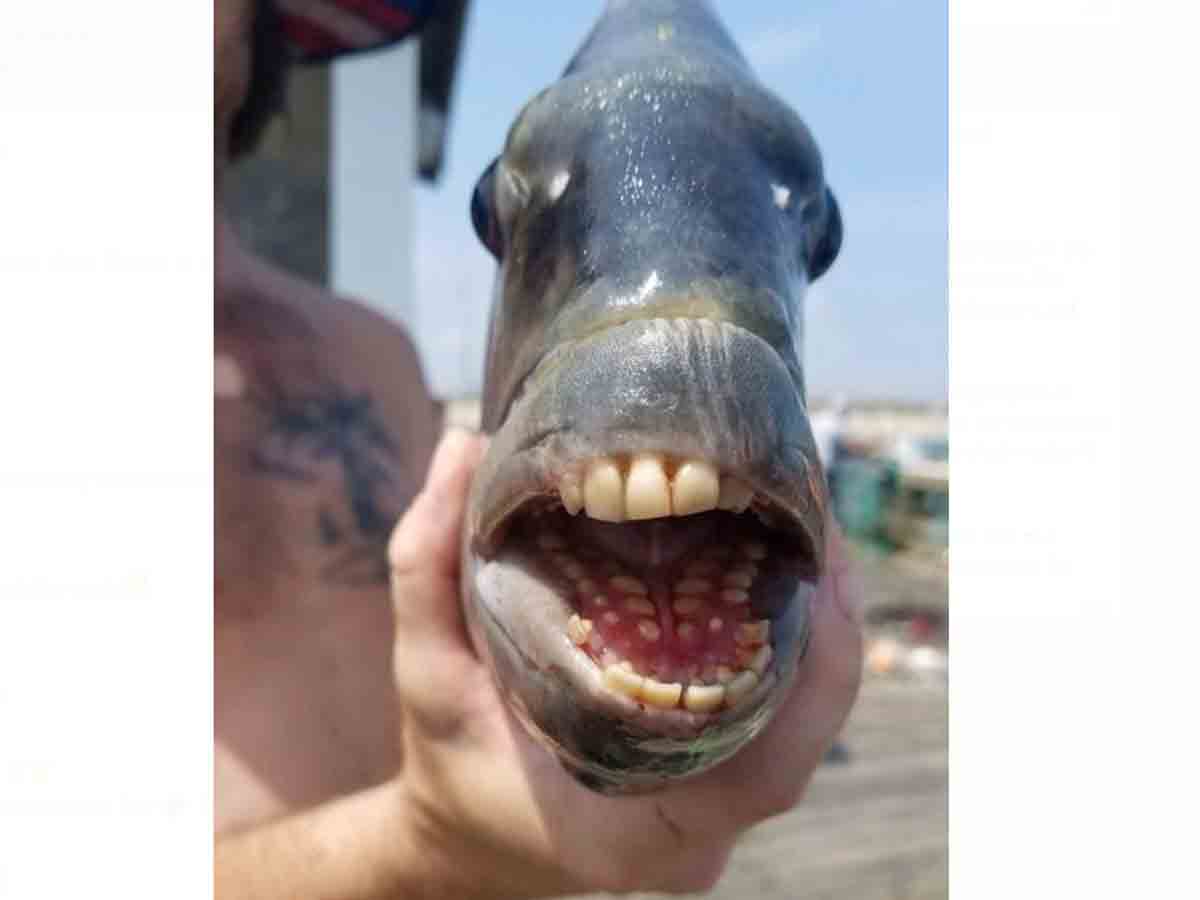 అమెరికాలో వింత చేప.. మనుషుల మాదిరిగా దంతాలు