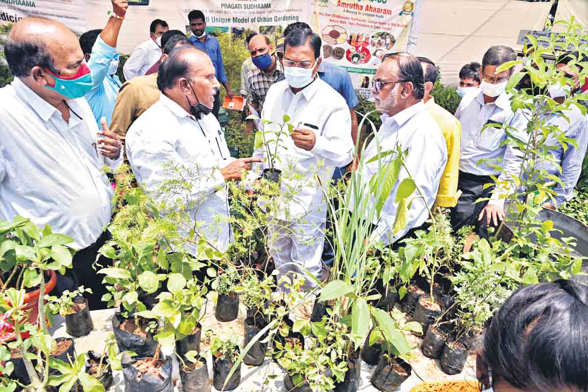 హరితహారానికి అంతర్జాతీయ ఖ్యాతి