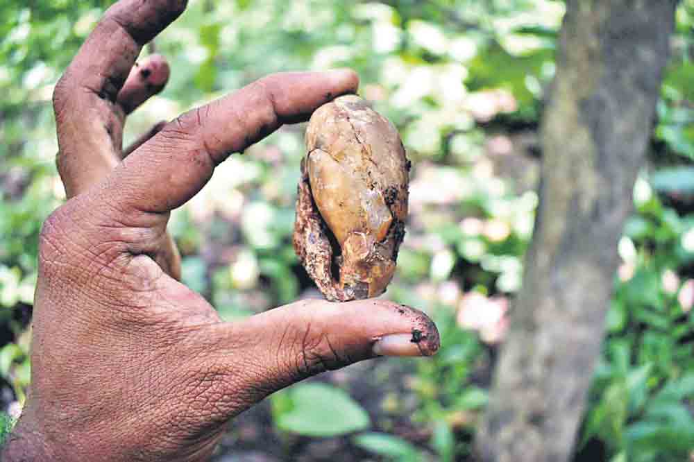 Telangana : మ‌న చ‌రిత్ర‌.. నత్తలగుట్ట మర్మమేమిటి?