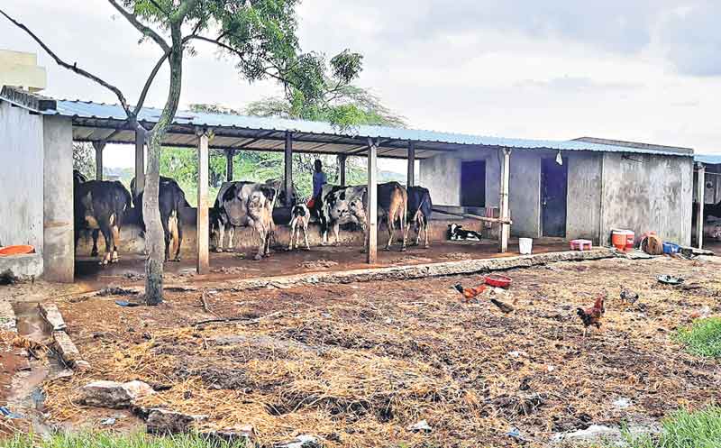 పాల పిట్టలగూడ