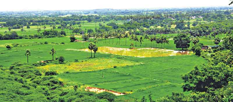 చిలకపచ్చ చీరకోడూరు