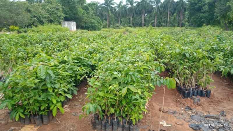 నల్లనేలపై పచ్చని పందిళ్లు