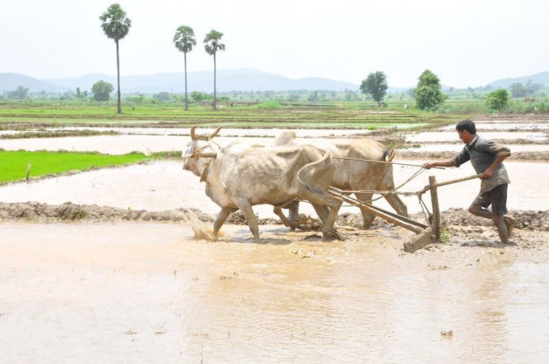 భద్రాద్రి జిల్లాలో ఆశించిన మేరకు వర్షపాతం