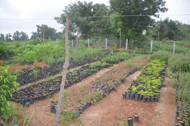 పల్లె, పట్టణ ప్రగతితో ‘హరిత’ శోభ