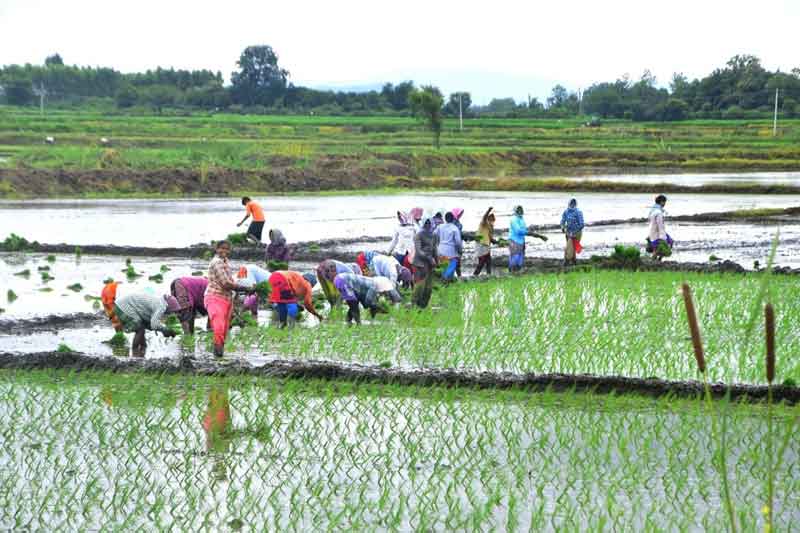 బీడు భూములకు సస్యశ్యామలం