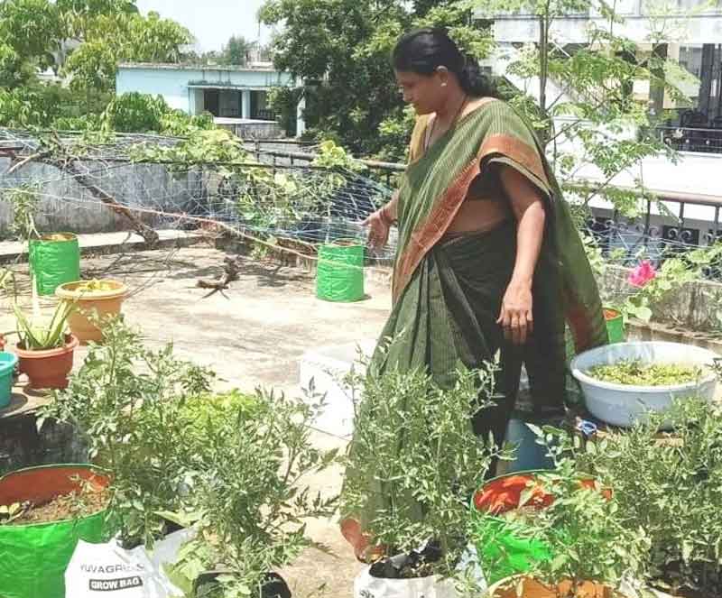 మిద్దె తోట.. అదిరెనంట !