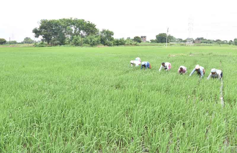 వరి @ 2.12 లక్షల ఎకరాలు