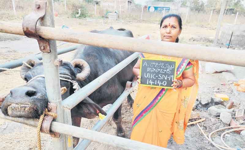 క్షీర విప్లవం