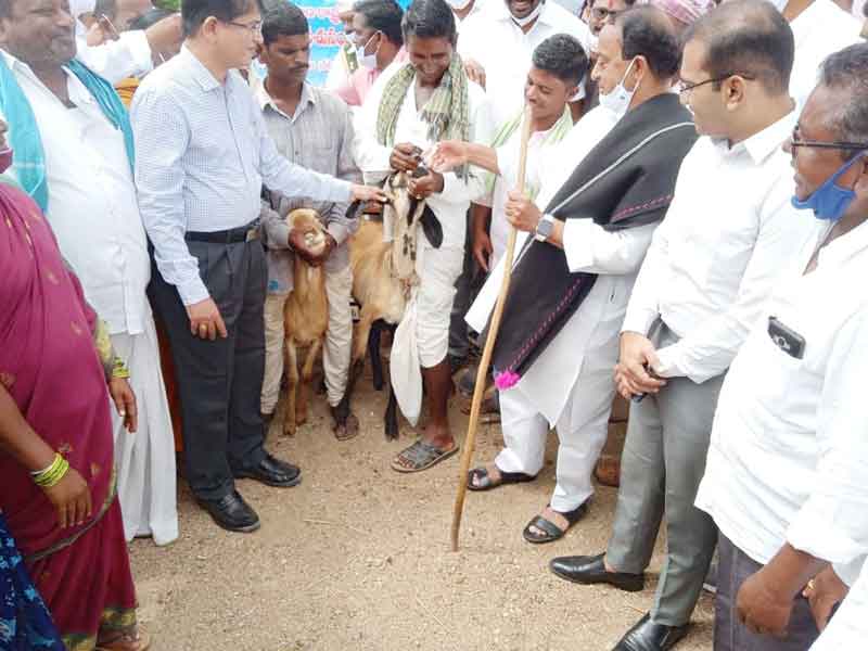 గొర్రెల పంపిణీతో యాదవులకు ఆదాయం