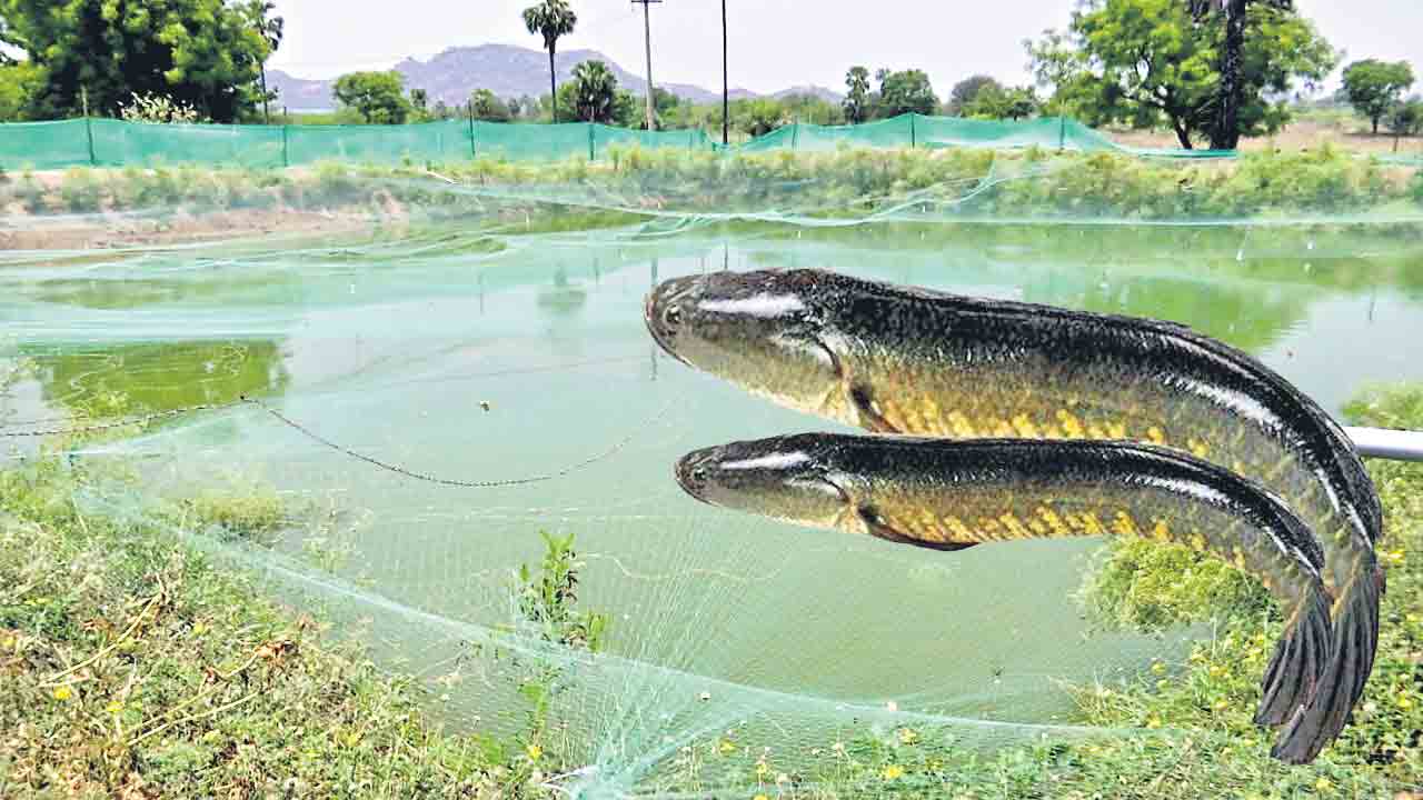 మీనాల మిలమిల