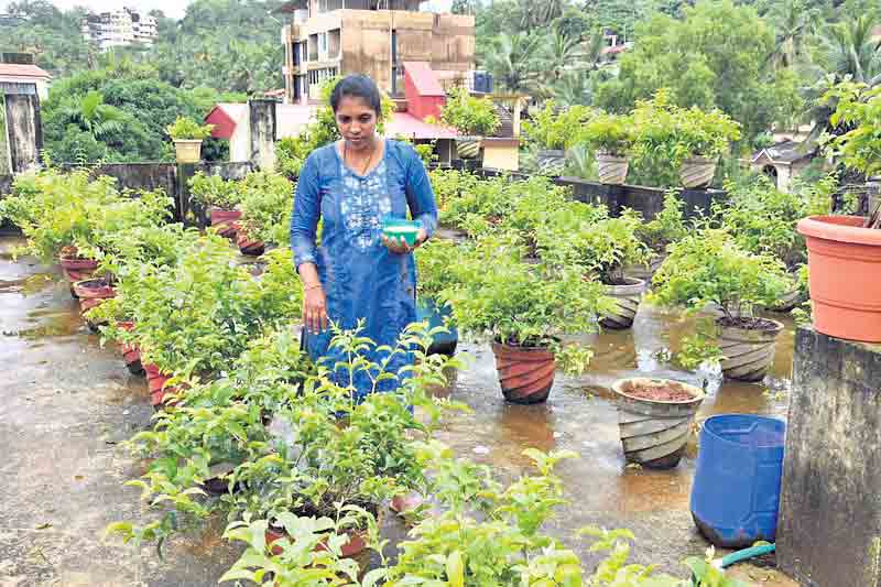 Jasmine Farming| మల్లెల సాగుతో డబ్బుల ముల్లెలు దించుతున్న లాయర్‌..