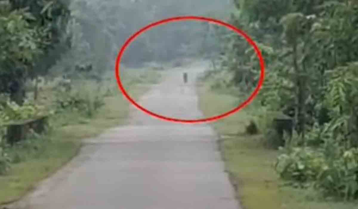 పెంచికల్‌పేటలో పెద్దపులి సంచారం..