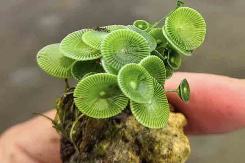 జలకన్య.. కొత్త జాతి మొక్క!