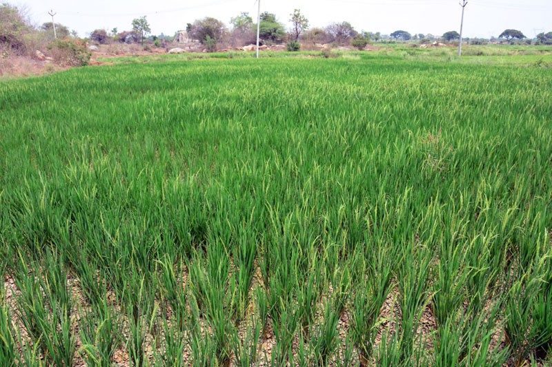 సగటు కంటే తక్కువే..