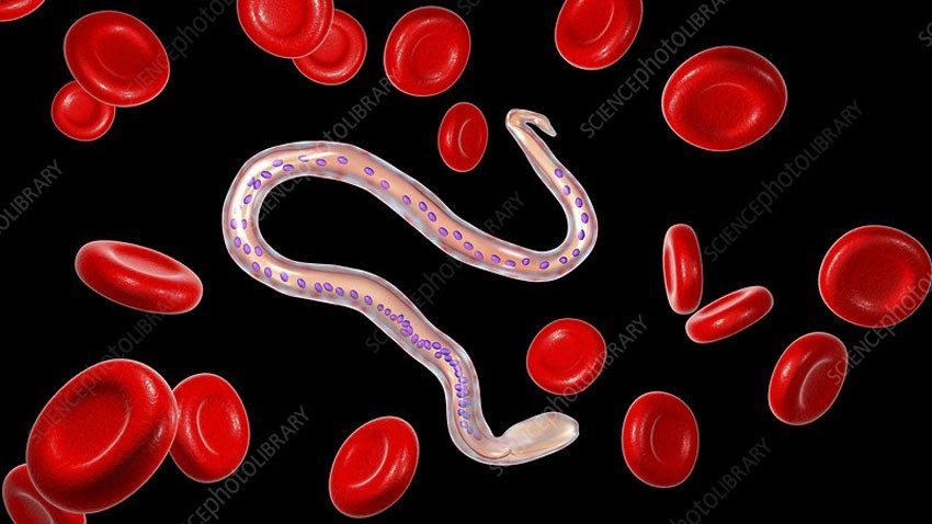 నులి పురుగులతో తస్మాత్‌ జాగ్రత్త