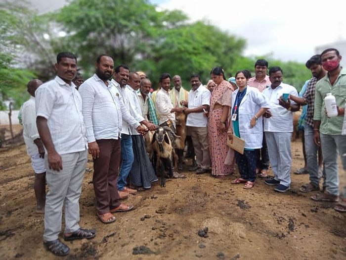 జీవాల ఆరోగ్యంపై శ్రద్ధ తీసుకోవాలి