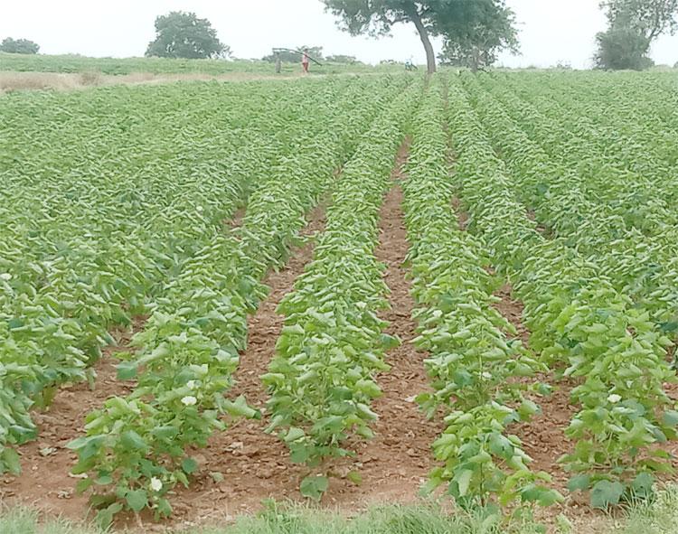 జిల్లాలో 3.50లక్షల ఎకరాల్లో సాగు