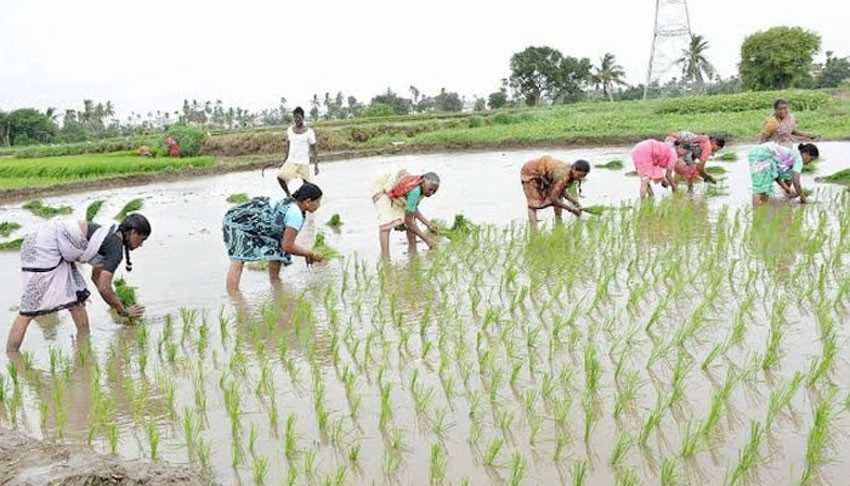 వరిపైనే ఆసక్తి చూపుతున్న రైతన్నలు