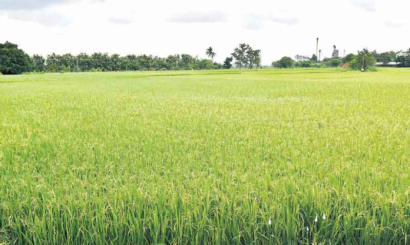 లాభాలు.. వెదజల్లు