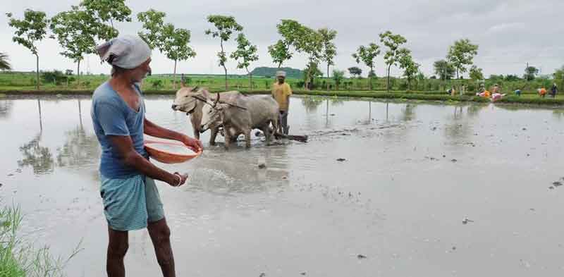 జోరుగా వరి సాగు..