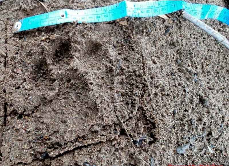 ఆ పాదముద్రలు పెద్దపులివే