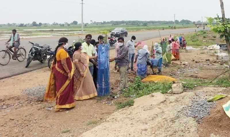నాటిన మొక్కలను సంరక్షించాలి
