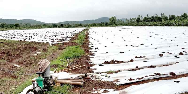 మల్చింగ్‌తో మస్తు లాభం