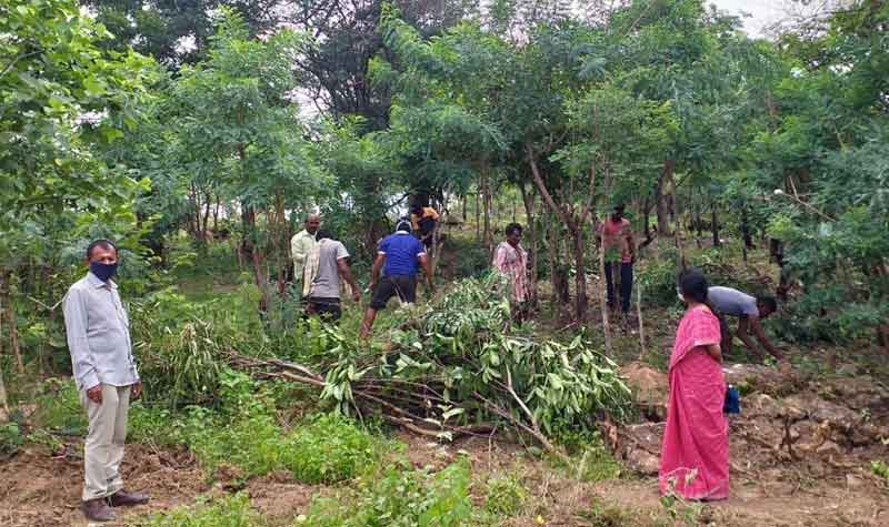 ఇంచర్లలో బృహత్‌పల్లె ప్రకృతి వనం