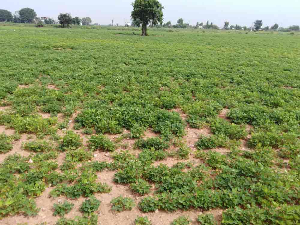 వనపర్తి వేరుశనగ