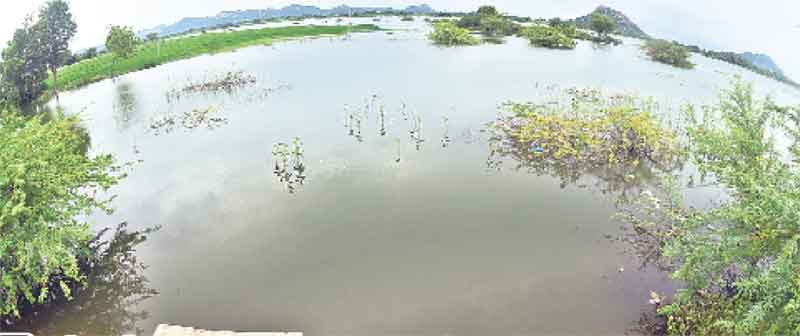 చెరువులకూజియోట్యార్‌