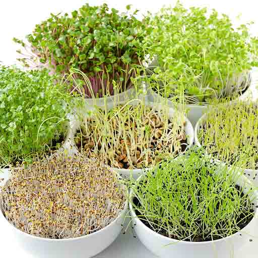Micro Greens | మైక్రోగ్రీన్స్‌.. మహా లాభసాటి