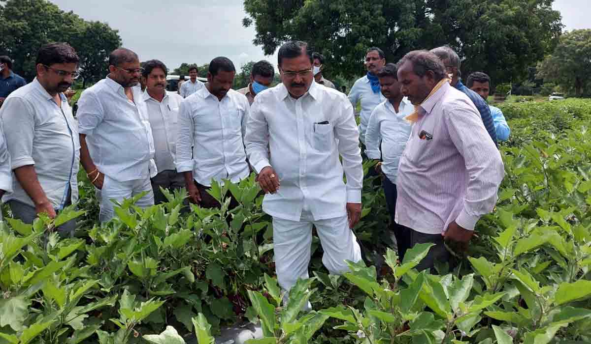 రాష్ట్రంలో వేరుశనగ పంట సాగుకు ప్రాధాన్యం: మంత్రి నిరంజన్ రెడ్డి