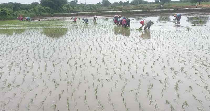 ఆయకట్టులో సాగు సందడి